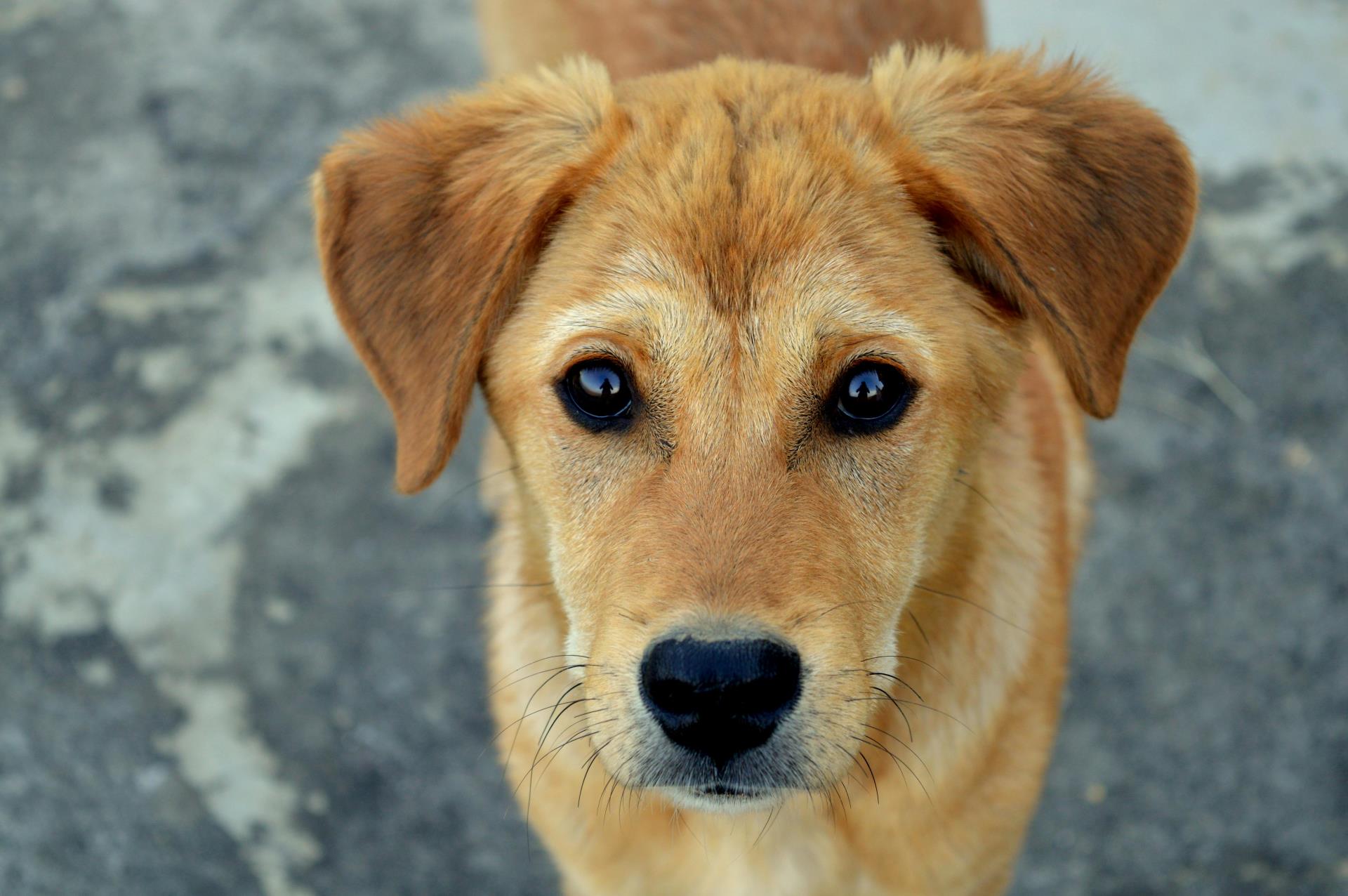 Dogs Image