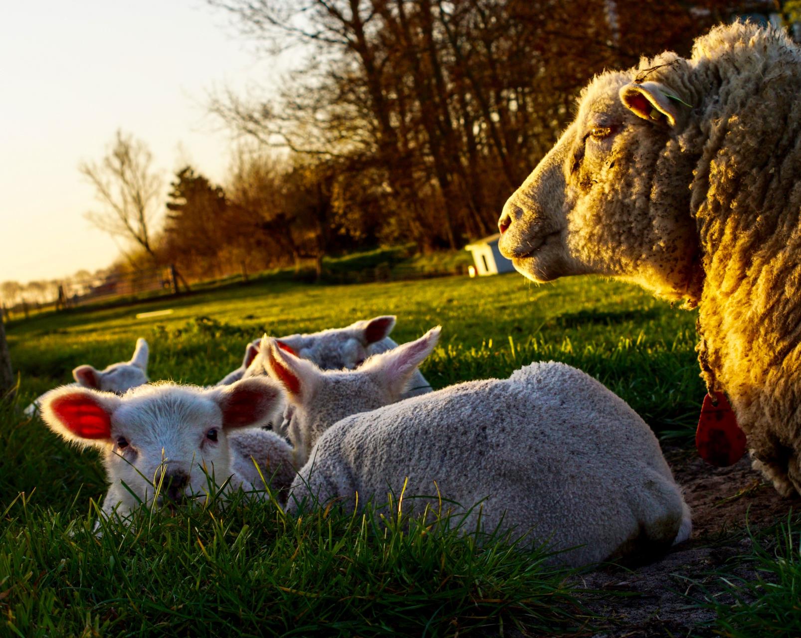 lambs in the setting sun