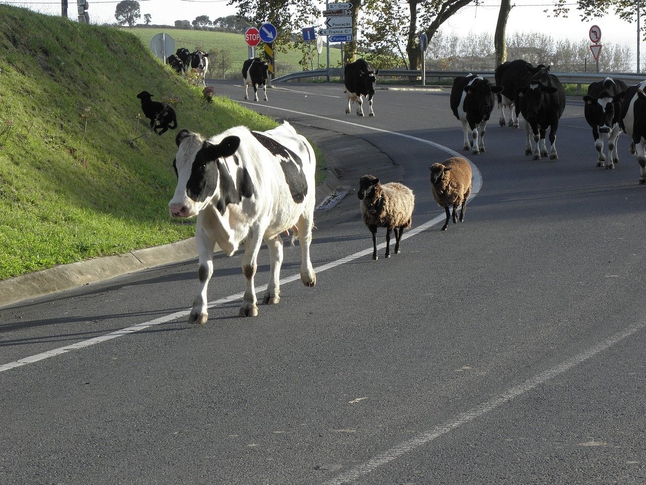 Livestock on road