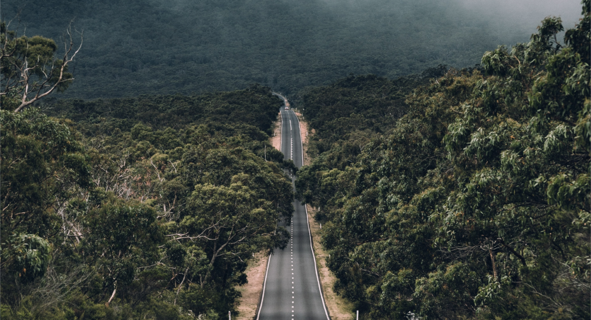 road through forest