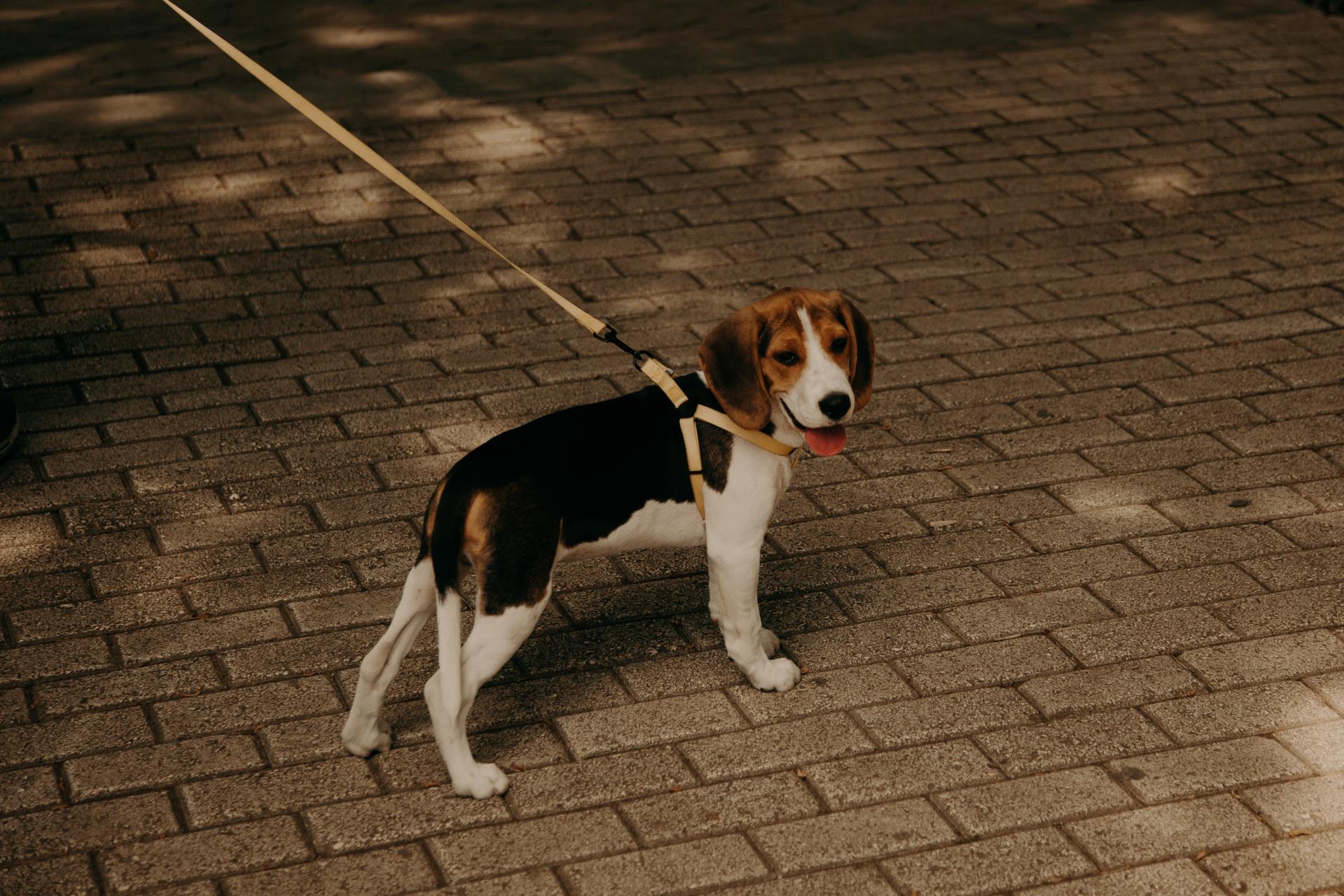 Beagle on a lead with a harness