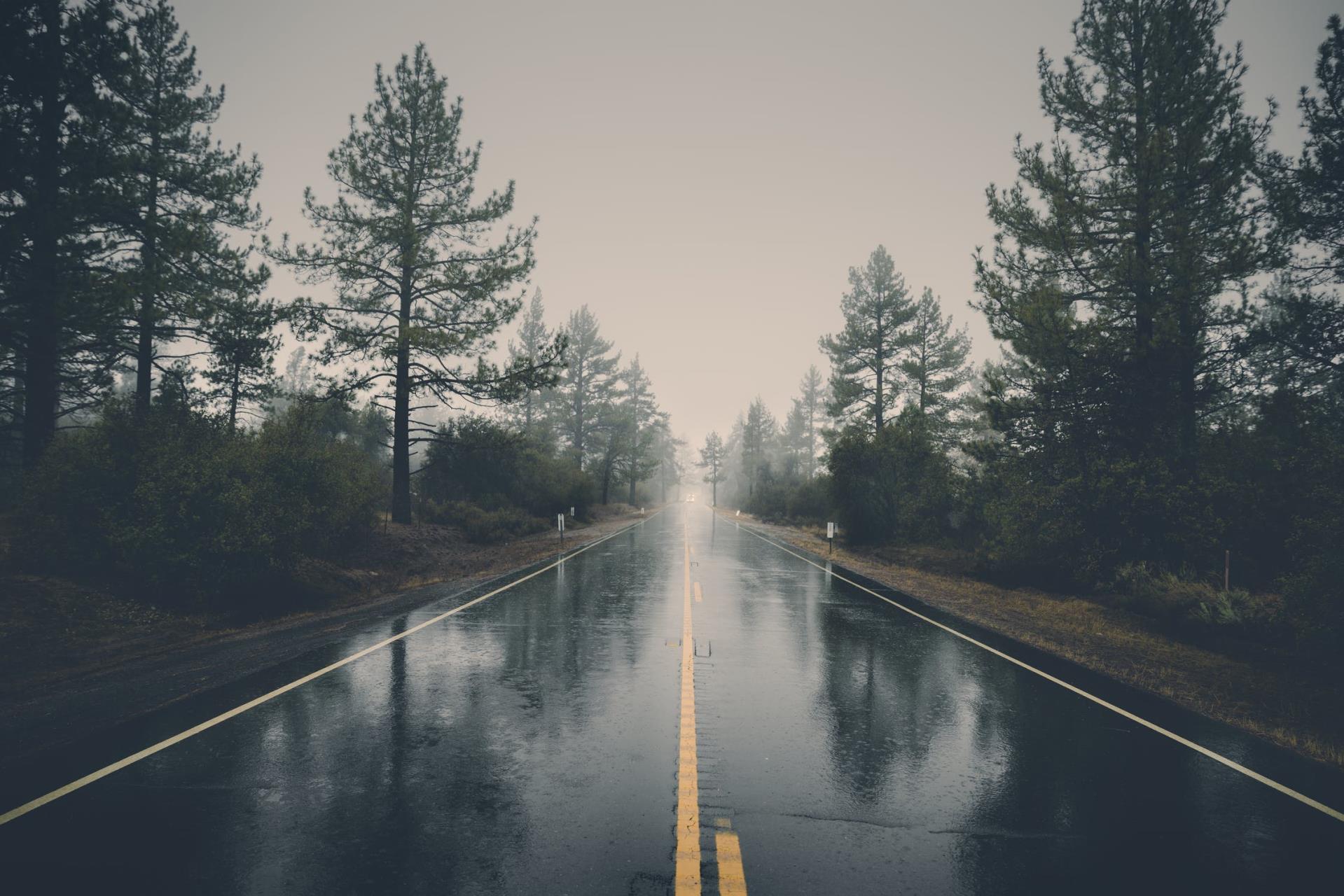 Road between pines