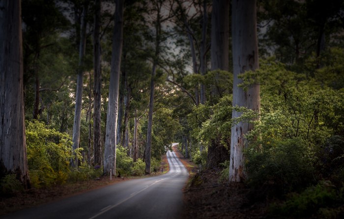 Image Gallery - Stunning Forest Drives